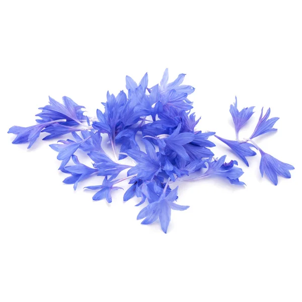 Kék Búzavirág Gyógynövény Vagy Bachelor Gomb Virágszirmok Elszigetelt Fehér Háttér — Stock Fotó