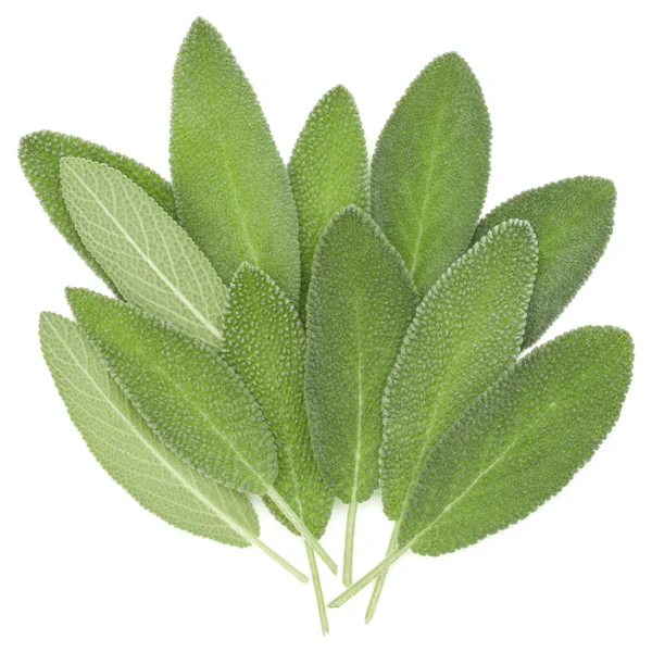 Sage leaves isolated on white background cutout. — Stock Photo, Image