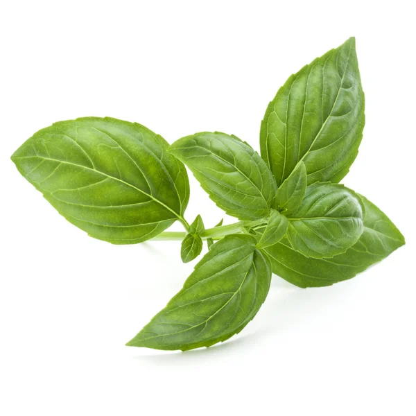 Close up studio shot of fresh green basil herb leaves isolated o — Stock Photo, Image