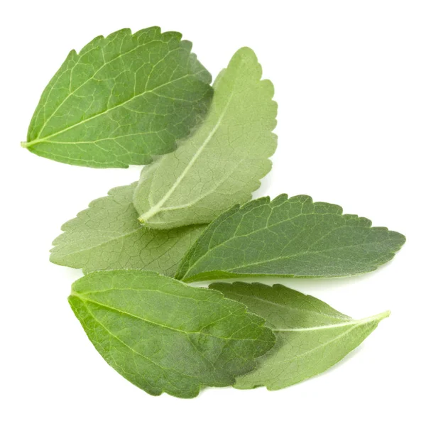 Stevia Bladeren Geïsoleerd Stukken Witte Achtergrond Uitgesneden — Stockfoto