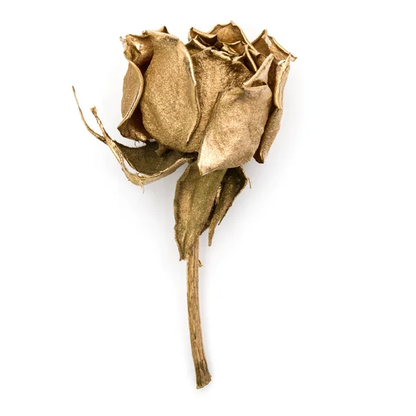 Une Rose Isolée Sur Fond Blanc Découpé Tête Fleur Séchée — Photo