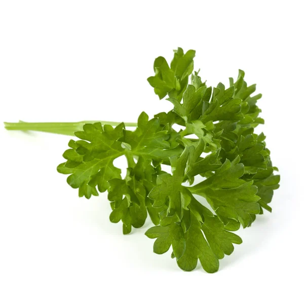 Parsley leaves bunch isolated on white background cutout Stock Image