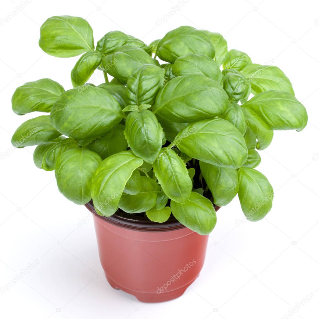 Fresh sweet Genovese basil herbs growing in pot isolated on whit