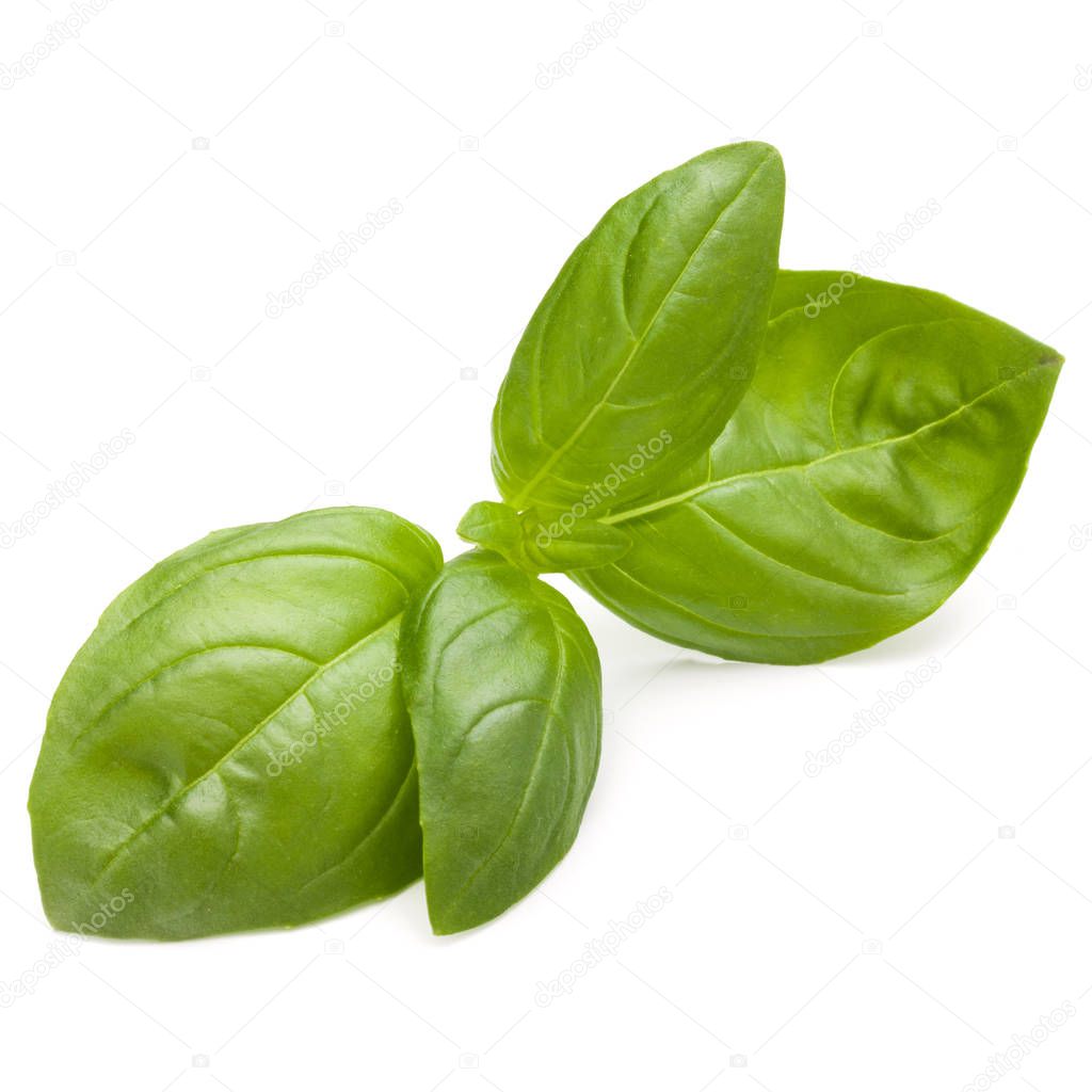 Sweet basil herb leaves isolated on white background closeup 