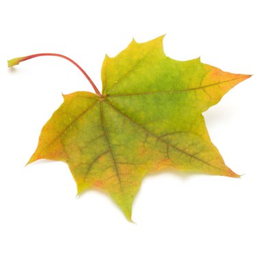 renkli sonbahar akçaağaç yaprağı üzerinde beyaz izole