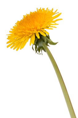 Dandelion flower isolated on white background cutout clipart