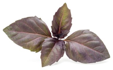 Stüdyo çekim taze kırmızı fesleğen bitki yaprakları üzerinde izole kapatmak 