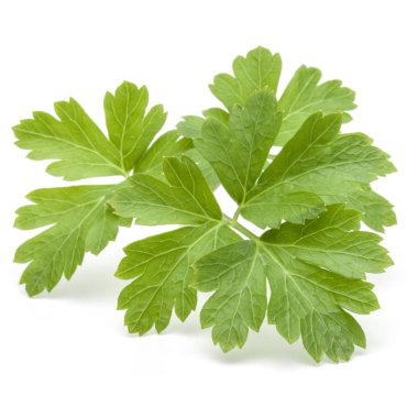 Beyaz arka planda taze maydanoz yaprakları