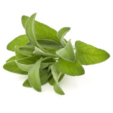 Beyaz arka plan kesme izole buket adaçayı bitki yaprakları. 