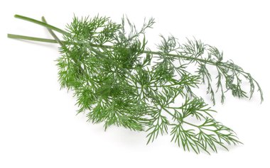 Dal taze yeşil dereotu bitkinin fotoğrafını yakından izole bırakır