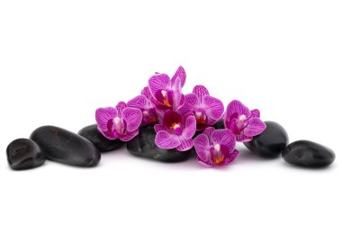 Zen çakıl ve orkide çiçek. Taş spa ve sağlık kavramı.