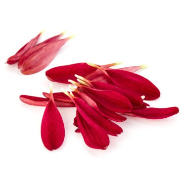 Beyaz arka plan üzerinde izole kırmızı krizantem çiçek yaprakları