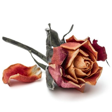 kurutulmuş gül çiçek baş beyaz arka plan kesme izole 