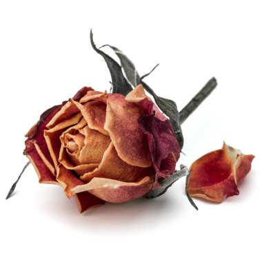 kurutulmuş gül çiçek baş beyaz arka plan kesme izole 