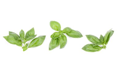 fesleğen bitki üzerinde izole beyaz arka plan bırakır. Cenova b