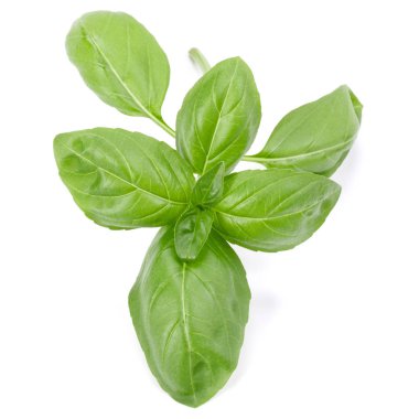 fesleğen bitki üzerinde izole beyaz arka plan bırakır. Cenova b