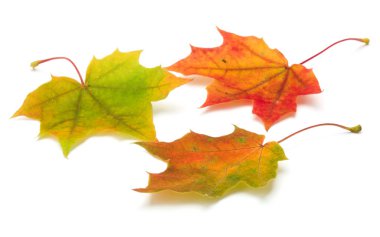 Beyaz arkaplanda izole edilmiş renkli sonbahar akçaağaç yaprağı 