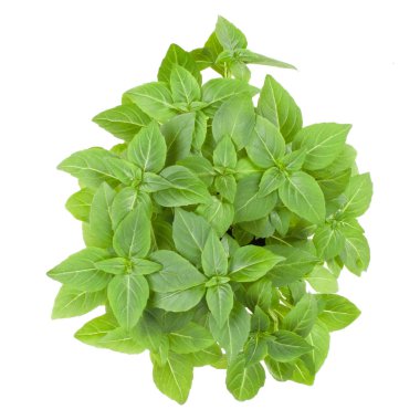 Beyaz arka plan kesim izole taze Yunan basil otlar buketi