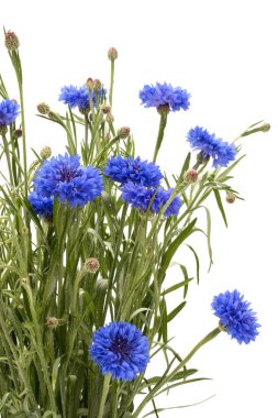 Beyaz arka plan kesme izole mavi Peygamber Çiçeği bitki veya lisans düğmesini çiçek buketi