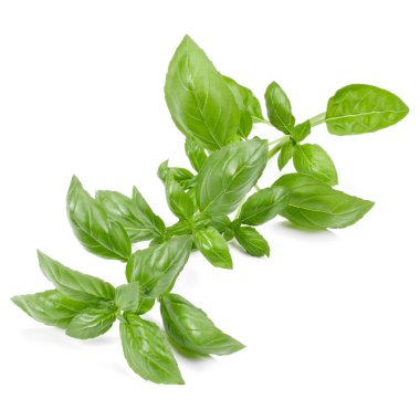 fesleğen bitki üzerinde izole beyaz arka plan bırakır. Cenova fesleğen yaprağı.