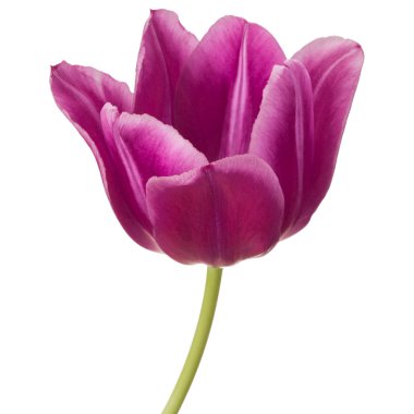 Lila Lale çiçek beyaz arka plan üzerinde izole kafa