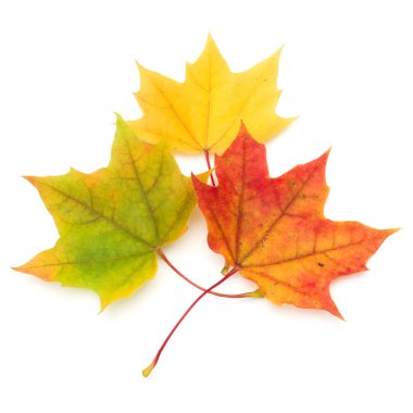 Beyaz arkaplanda izole edilmiş renkli sonbahar akçaağaç yaprağı 