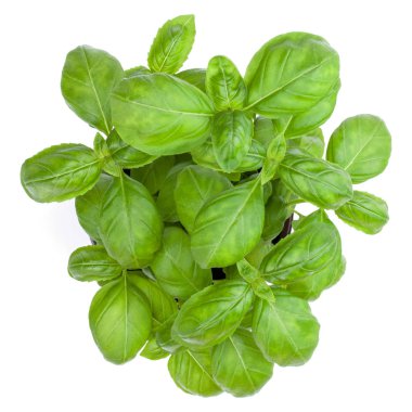 Beyaz arka plan üzerinde izole taze tatlı Cenevizli fesleğen buket 