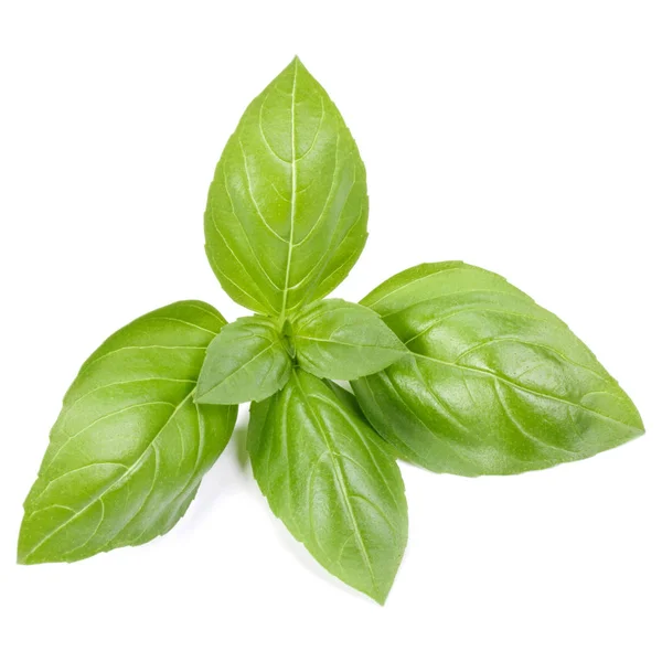 Sweet basil herb leaves isolated on white background. Genovese b — Stock Photo, Image