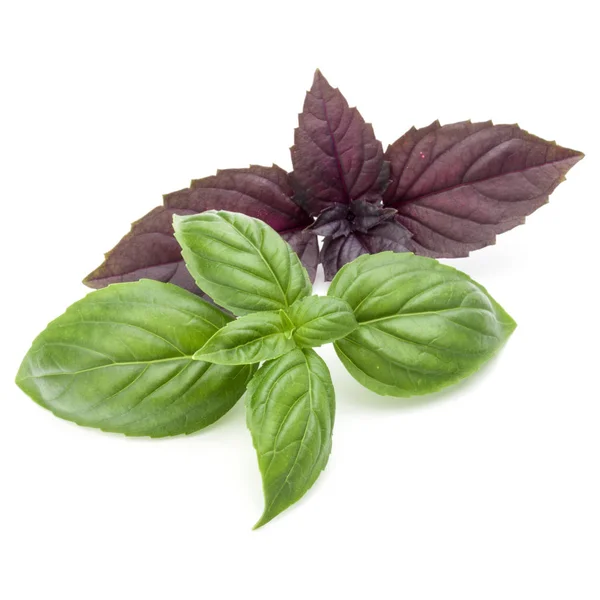 Close up studio shot di verde fresco e rosso basilico foglie di erbe mi — Foto Stock