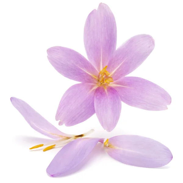 Lila Crocus Blommor Isolerad Vit Bakgrund — Stockfoto