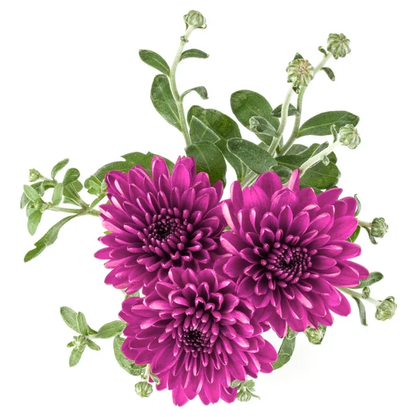 Flieder Chrysanthemen Blume Isoliert Auf Weißem Hintergrund — Stockfoto