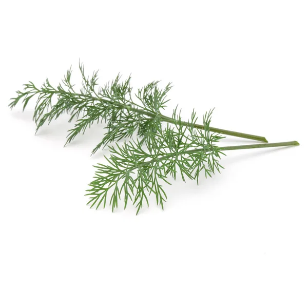 Close up shot of branch of fresh green dill herb leaves isolated — Stock Photo, Image