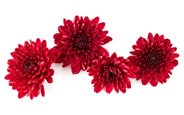 Fleur Chrysanthème Rouge Isolée Sur Fond Blanc — Photo