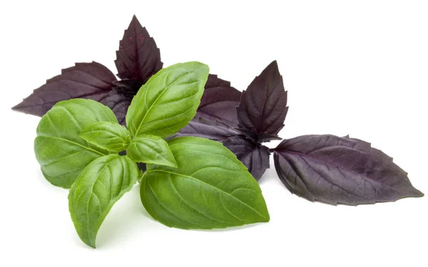 Close up studio shot of fresh green and red basil herb leaves mi — Stock Photo, Image