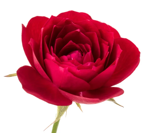 Egy Vörös Rózsa Elszigetelt Fehér Háttér Kivágott Virág Fej — Stock Fotó