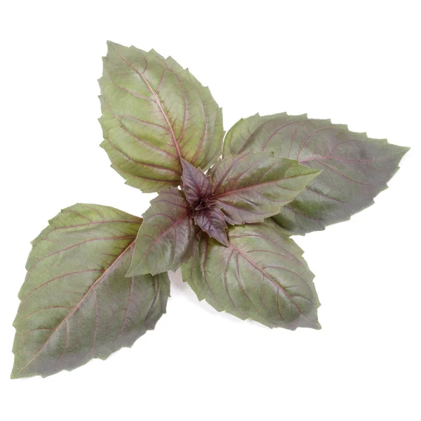 Κόκκινο βασιλικό φύλλα βότανο απομονώνονται σε λευκό φόντο. Σκοτεινός opal ΒΑ — Φωτογραφία Αρχείου