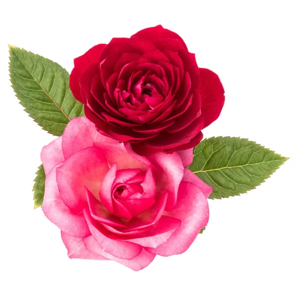 Δύο Κόκκινα Και Ροζ Τριαντάφυλλο Λουλούδια Απομονωμένη Φύλλα Λευκό Φόντο — Φωτογραφία Αρχείου
