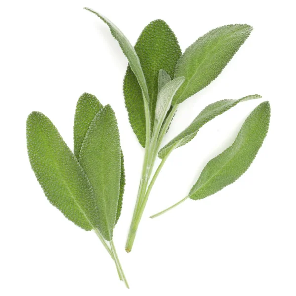 Sage herb leaves  bouquet isolated on white background cutout. T — Stock Photo, Image