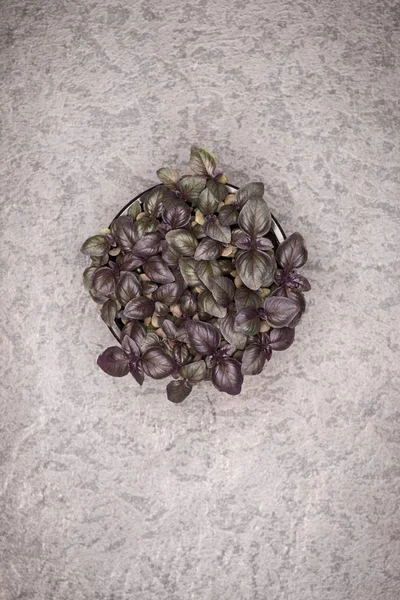 Feuilles de basilic violet sucré en pot sur fond rustique. Santé e — Photo
