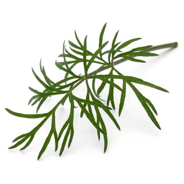 Close up shot of branch of fresh green dill herb leaves isolated — Stock Photo, Image
