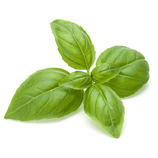 Close up studio shot of fresh green basil herb leaves isolated o — Stock Photo, Image