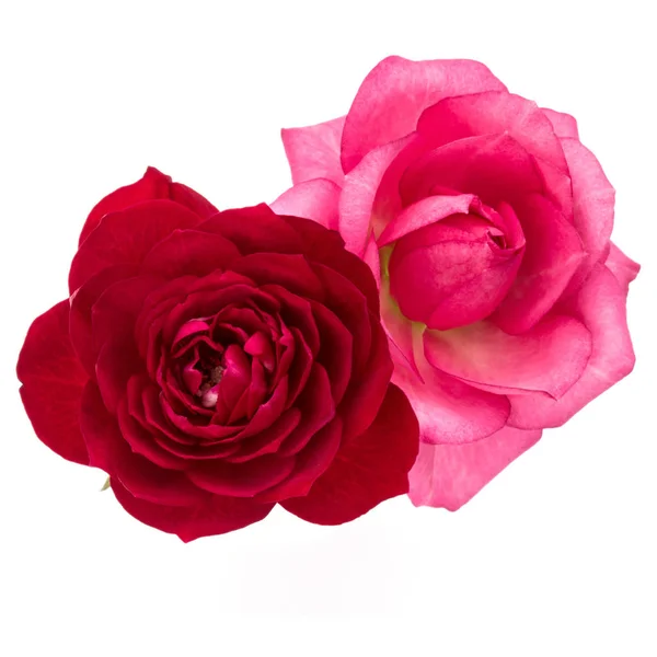 Dwa Czerwone Różowe Kwiaty Róża Białym Tle Białe Tło Wyłącznik — Zdjęcie stockowe