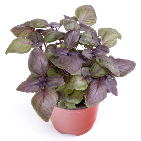 Fresh sweet red Dark Opal basil herbs growing in pot isolated on — Stock Photo, Image