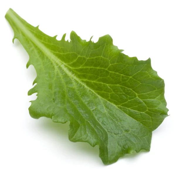 Close up studio shot of fresh green endive salad leaf isolated o — Stock Photo, Image