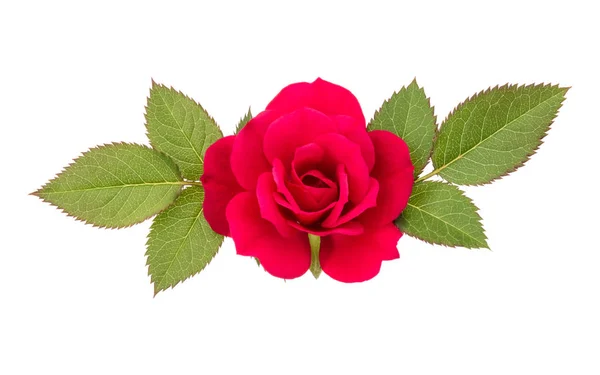 Одна Червона Квітка Троянди Листям Ізольована Білому Тлі Вирізання — стокове фото