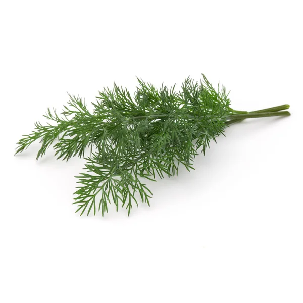 Detailní záběr záběr větve čerstvé zelené byliny listy kopru, samostatný — Stock fotografie