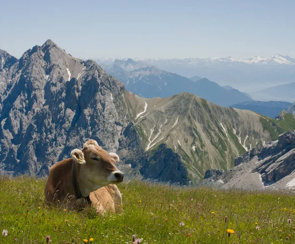 Hermoso paisaje alpino con vacas en primer plano. Alpes ba — Foto de Stock