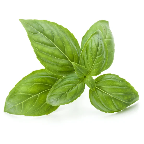 Close up studio shot of fresh green basil herb leaves isolated o — Stock Photo, Image