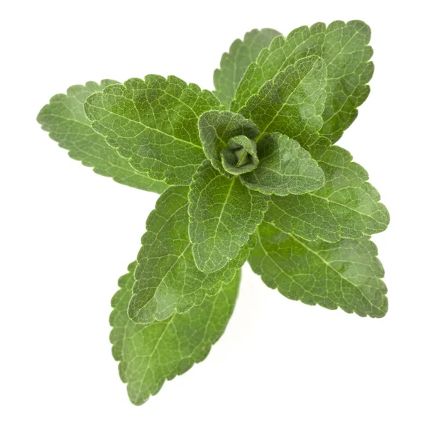 Stevia leaves pieces isolated om white background cut out. — Stock Photo, Image