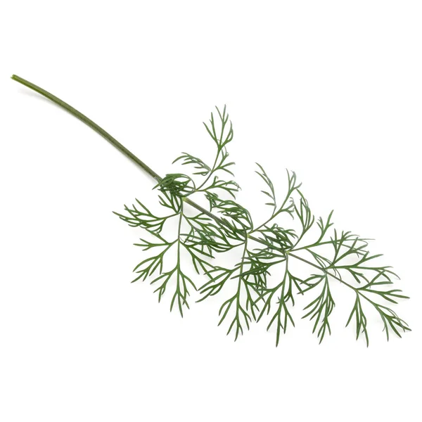 Nahaufnahme Eines Zweiges Frischer Grüner Dillblätter Isoliert Auf Weißem Hintergrund — Stockfoto